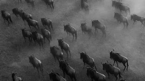 Retries Distribuídos: Evitando o Thundering Herd
