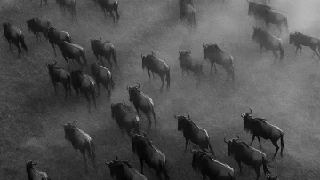 Retries Distribuídos: Evitando o Thundering Herd